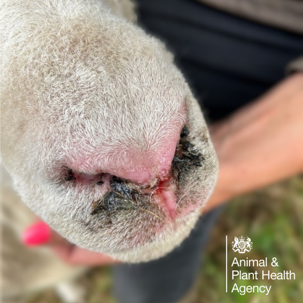 Sheep with nasal crusting